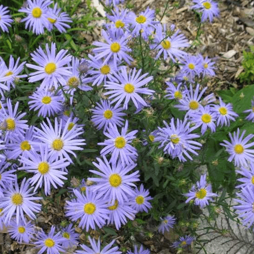 Zomeraster blauw - Kalimeris